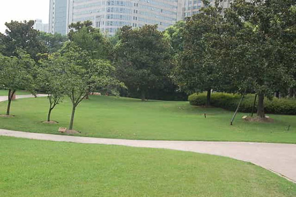 綠化養(yǎng)護(hù)如何成功移植植物？